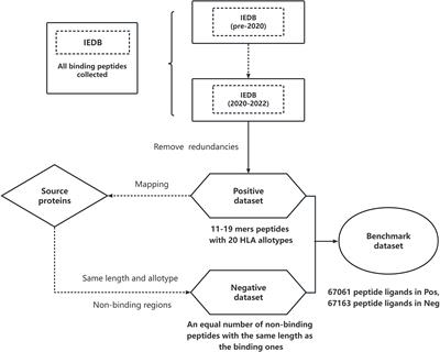 MHCII-peptide presentation: an assessment of the state-of-the-art prediction methods